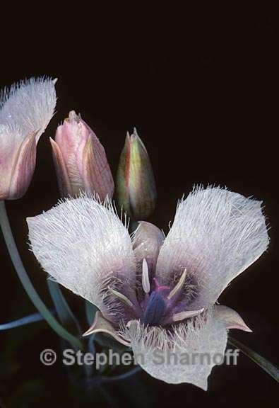 calochortus tolmiei graphic