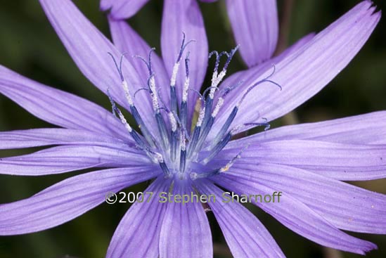 cichorium intybus graphic