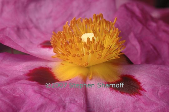 cistus purpureus 1 graphic