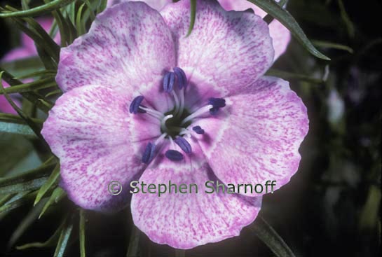 dianthus barbatus graphic