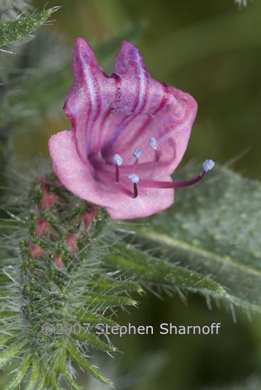 echium vulgare graphic