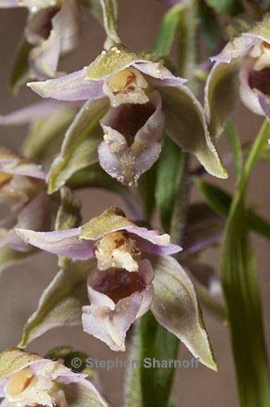 epipactis helleborine graphic