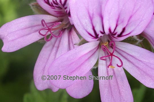 pelargonium 1 graphic