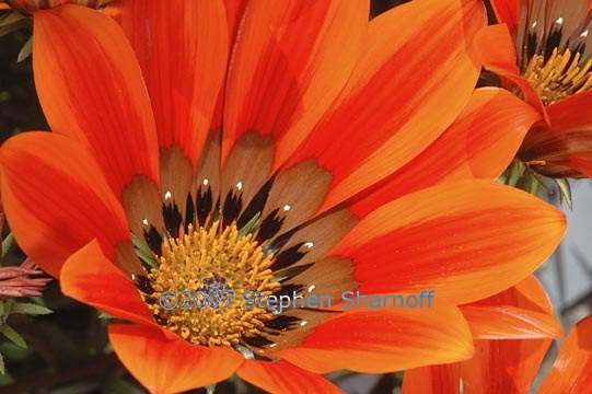 gazania krebsiana graphic