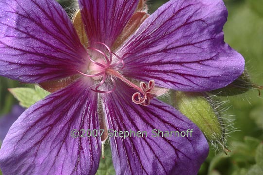 geranium_4