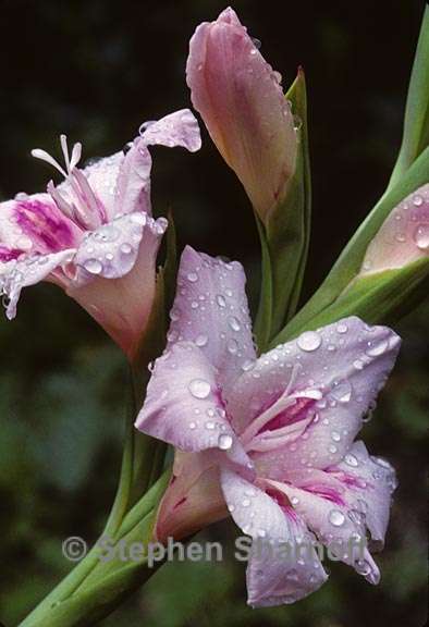 gladiolus 1 grphic