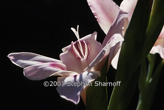 gladiolus 2 grphic