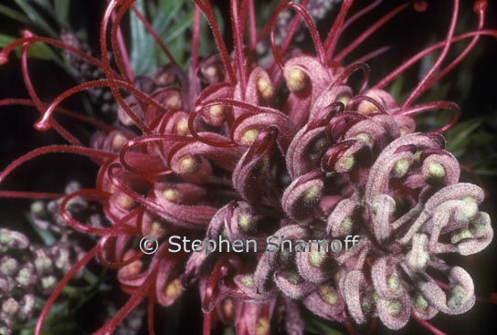 grevillea 1 graphic