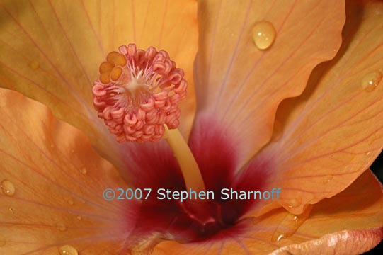 hibiscus rosa sinensis graphic