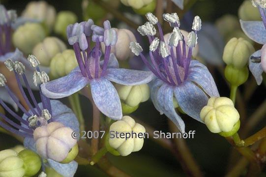 hydrangea 1 graphic