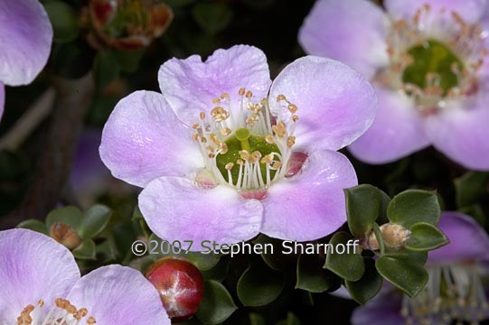 leptospermum_rotundifolium 1 graphic