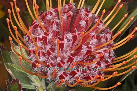 leucospermum graphic