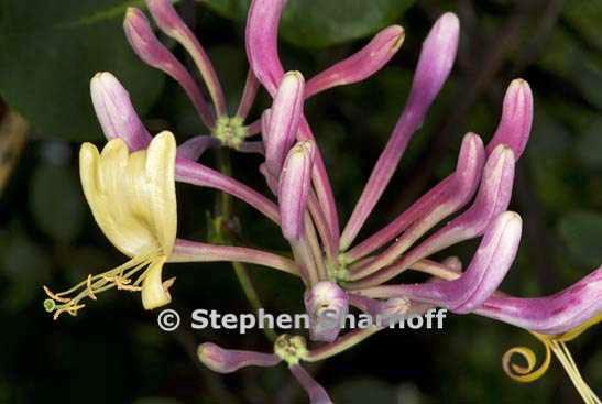 lonicera etrusca graphic