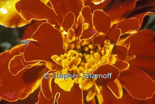 marigold graphic