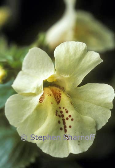 mimulus 1 graphic