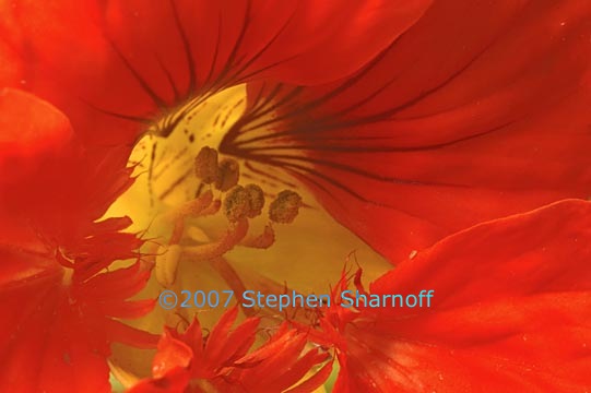 nasturtium 2 graphic