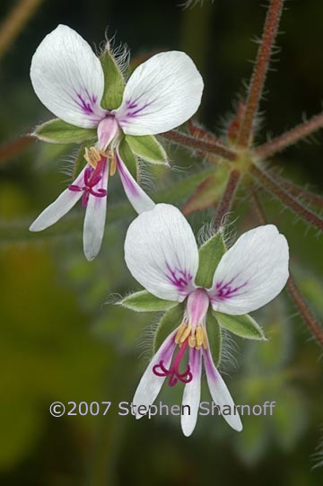 pelargonium tomentosum 2 graphic