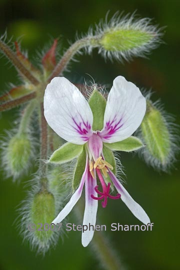 pelargonium tomentosum 1 graphic