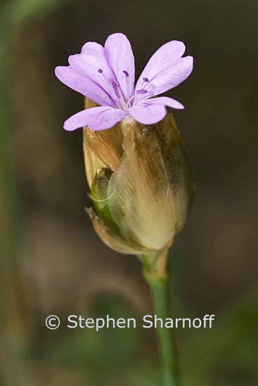 petrorhagia dubia graphic