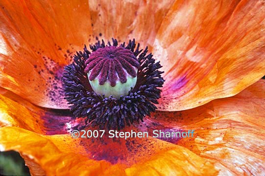 poppy 1 graphic