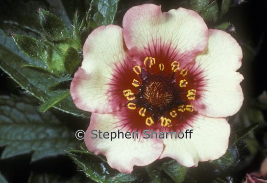 potentilla graphic