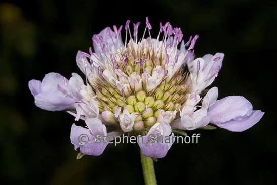 scabiosa graphic