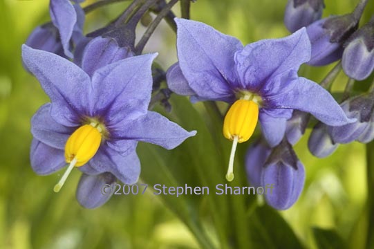 solanum crispum graphic