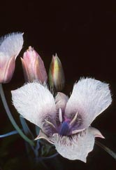 calochortus tolmiei thumbnail graphic