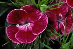 dianthus thumbnail graphic