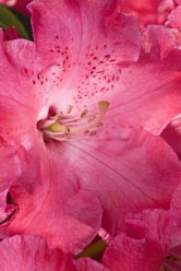 rhododendron markeetas flame thumbnail graphic