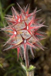 trifolium stellatum thumbnail graphic