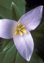 trillium ovatum thumbnail graphic