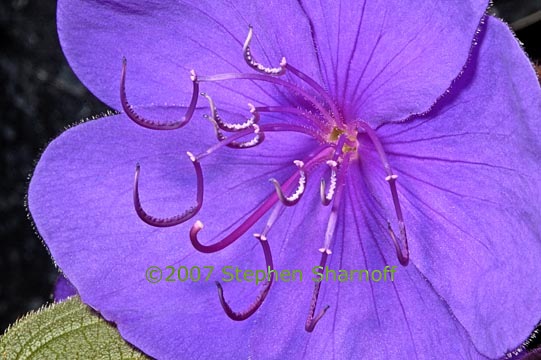 tibouchina urvileana 3 graphic