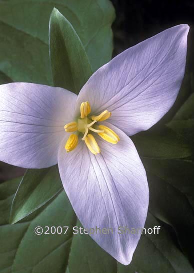 trillium ovatum 1 graphic