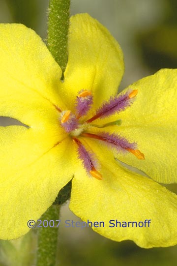 verbascum sinuatum graphic