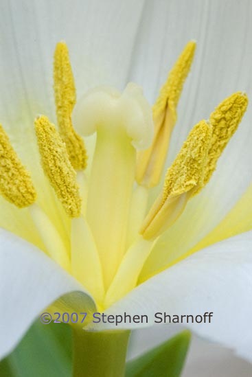 white tulip 5 graphic