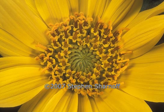 wyethia helenoides graphic