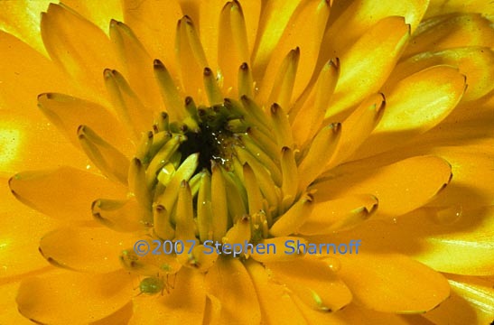 yellow flower close 1 graphic