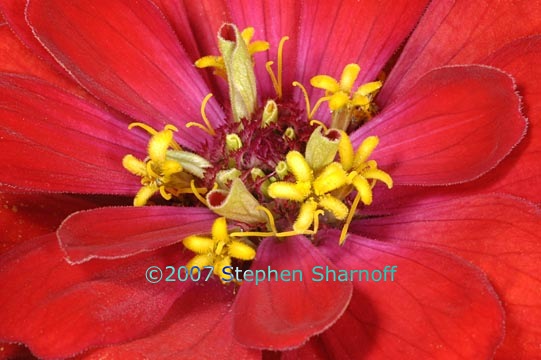 zinnia dreamland red graphic