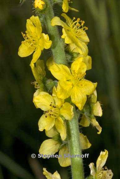 agrimonia eupatoria 2 graphic