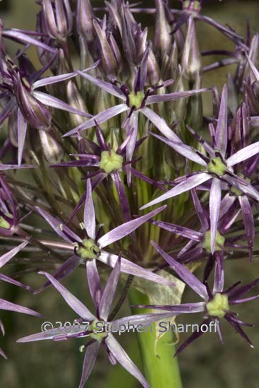 allium schubertii graphic