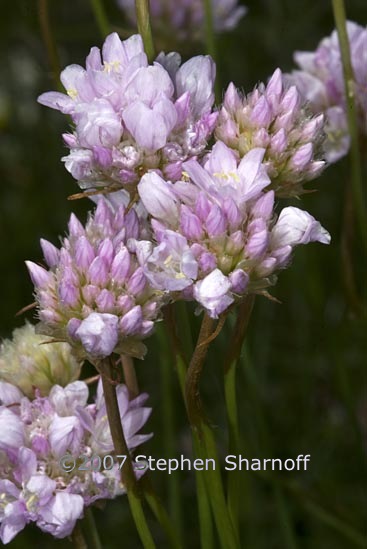 allium subalpine graphic