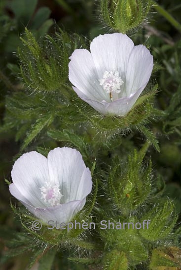 althaea hirsutus graphic