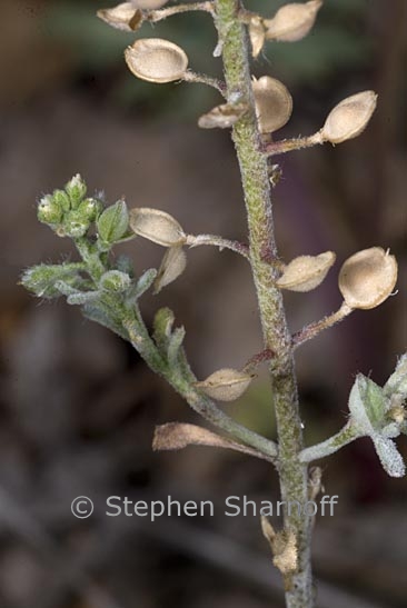 alyssum sp 1 graphic