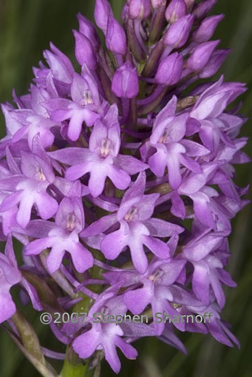 anacamptis pyramidalis graphic