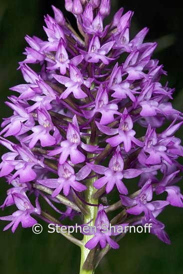 anacamptis pyramidalis 1 graphic