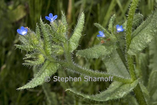 anchusa arvensis 1 graphic