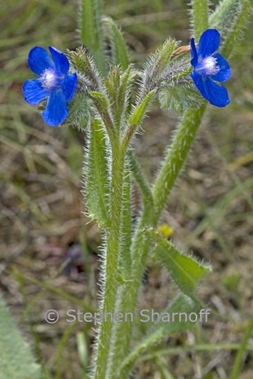 anchusa? graphic