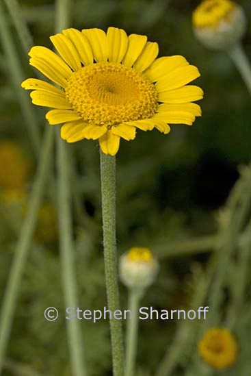 anthemis tinctoria graphic