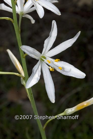 anthericum liliago graphic